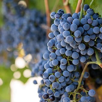 pietracava vini uva materia prima